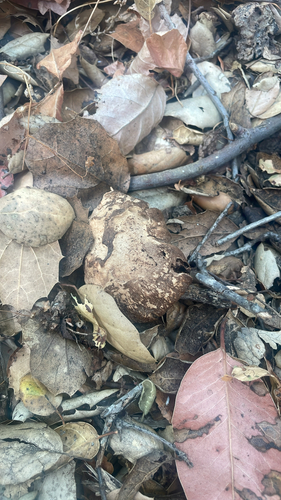iNaturalist observation photo of Mushrooms, Bracket Fungi, Puffballs, and Allies