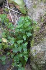 Cardamine scutata