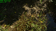 Pelophylax chosenicus
