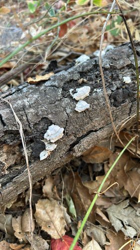 iNaturalist observation photo of Mushrooms, Bracket Fungi, Puffballs, and Allies