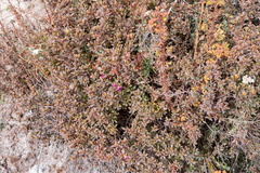 Rhododendron lepidotum