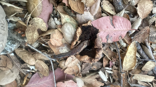 iNaturalist observation photo of Mushrooms, Bracket Fungi, Puffballs, and Allies