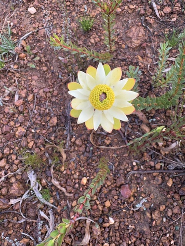 Leucadendron stelligerum, photograph 2