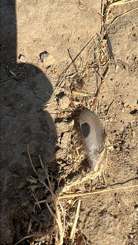 iNaturalist observation photo of Mourning Dove