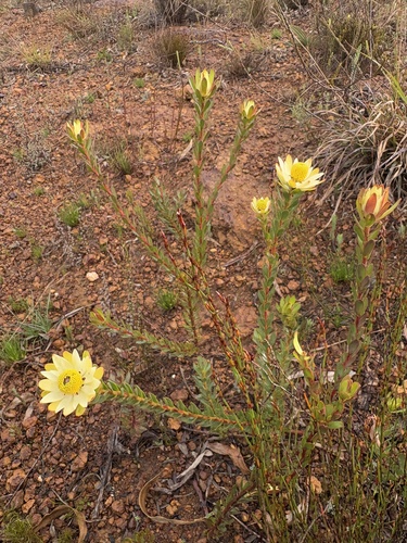 Leucadendron stelligerum, photograph 3
