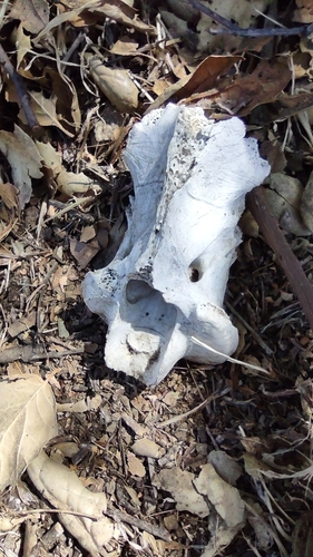 iNaturalist observation photo of Mammals