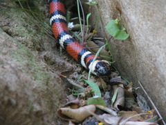 Lampropeltis multifasciata