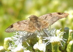 Arteurotia tractipennis