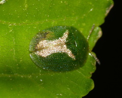 Cassida dorsovittata