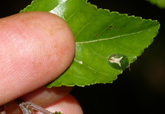 Cassida dorsovittata