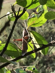 Anacridium aegyptium