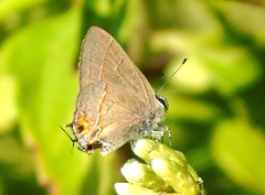 Electrostrymon hugon