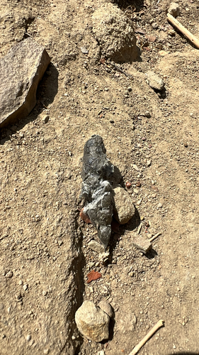 iNaturalist observation photo of Bobcat
