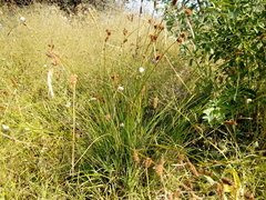 Carex extensa