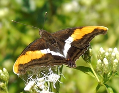 Doxocopa laure laure