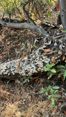 iNaturalist observation photo of hairy curtain crust