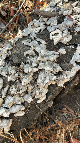 iNaturalist observation photo of hairy curtain crust