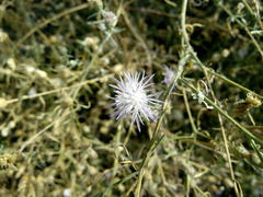 Centaurea odessana