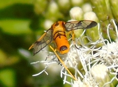 Pseudosphex leovazquezae