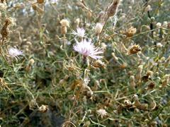Centaurea odessana