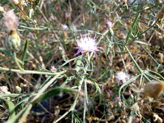 Centaurea odessana