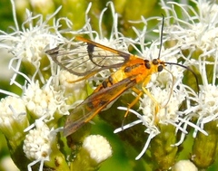 Pseudosphex leovazquezae