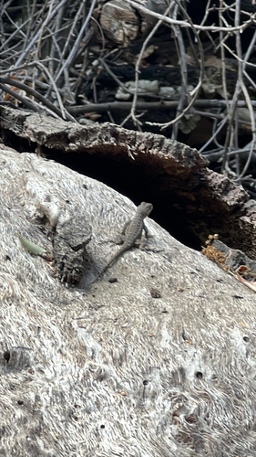 iNaturalist observation photo of Western Fence Lizard