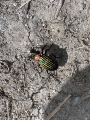 Carabus nitens