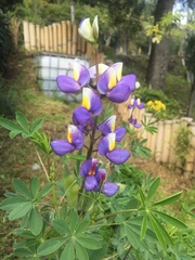 Lupinus mutabilis