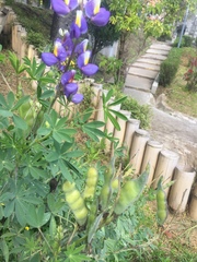 Lupinus mutabilis