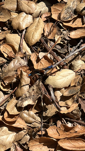 iNaturalist observation photo of Vivid Dancer