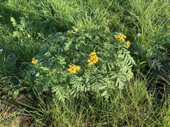 Tanacetum vulgare