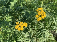 Tanacetum vulgare