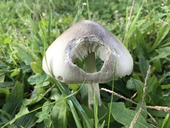 Volvopluteus gloiocephalus