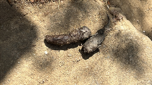 iNaturalist observation photo of Carnivorans