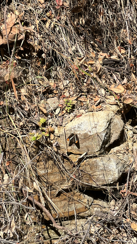 iNaturalist observation photo of California Sister