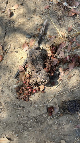 iNaturalist observation photo of Ungulates, Carnivorans, and Allies