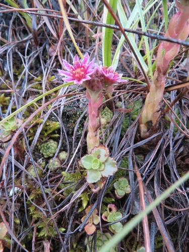 Sempervivum caucasicum, photograph 1