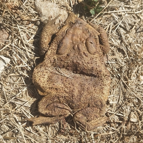 European Toad