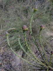 Leucadendron stellare
