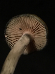 Psilocybe cyanescens