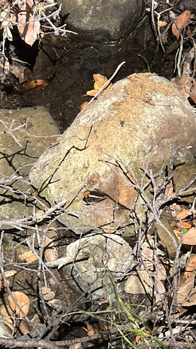 iNaturalist observation photo of California Sister