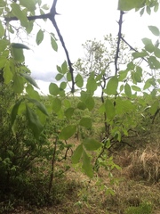 Zanthoxylum usambarense