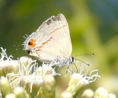 Electrostrymon hugon