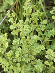 Adiantum excisum, photograph (c) S. Cortés, some rights reserved (CC BY)