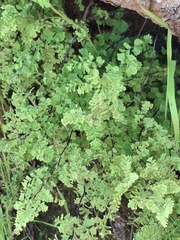 Adiantum excisum, photograph (c) S. Cortés, some rights reserved (CC BY)