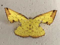 Corymica