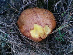 Suillus mediterraneensis