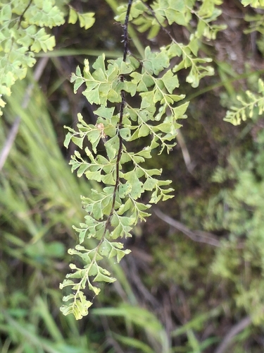 Adiantum excisum, photograph 6