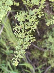 Adiantum excisum, photograph (c) S. Cortés, some rights reserved (CC BY)